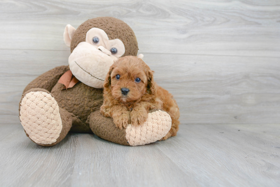 Best Cavapoo Baby