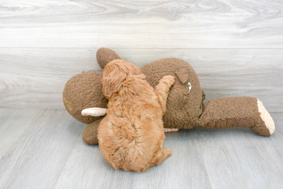 Cavapoo Pup Being Cute