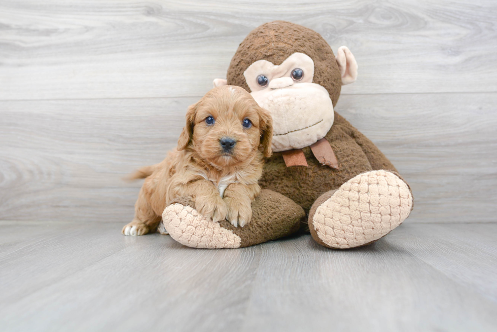 Sweet Cavapoo Baby