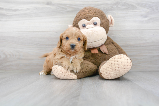 Sweet Cavapoo Baby