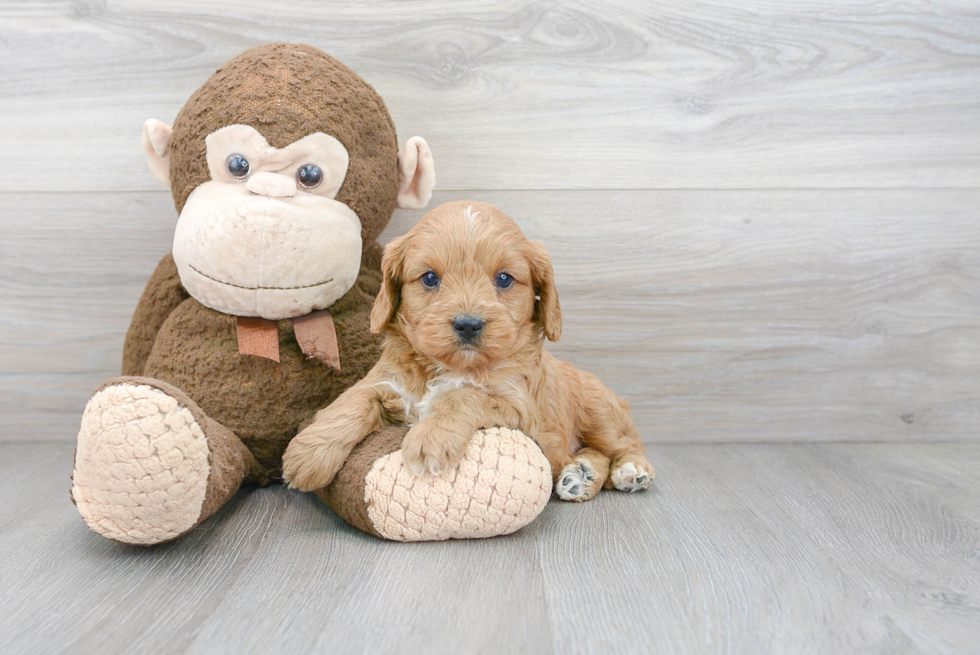 Small Cavapoo Baby