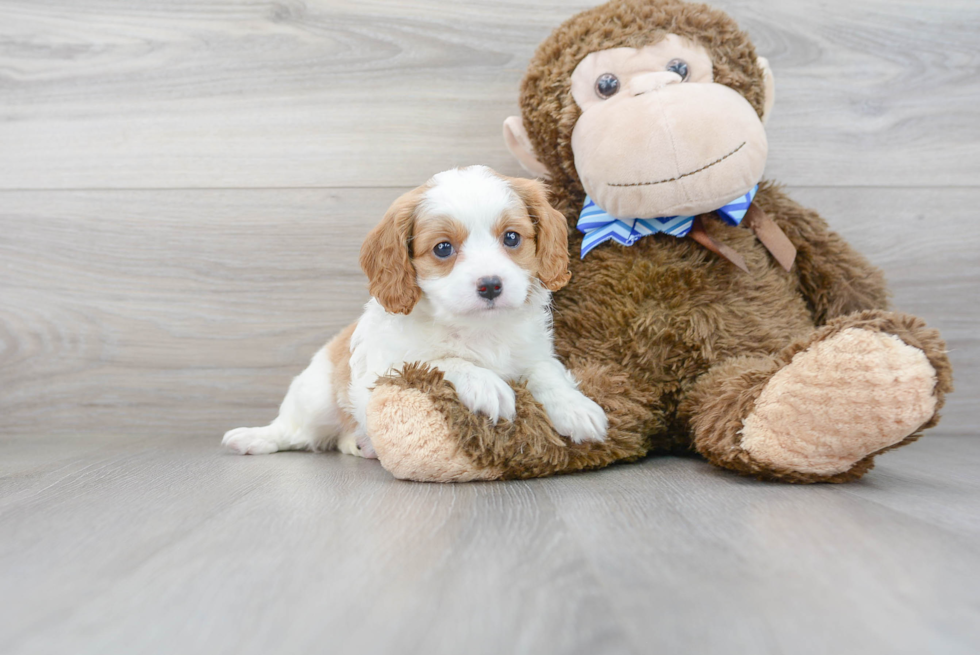 Friendly Cavapoo Baby