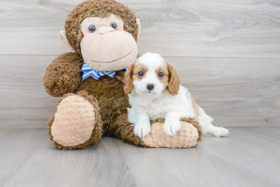 Cavapoo Puppy for Adoption