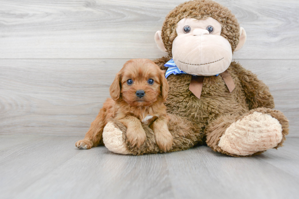 Petite Cavapoo Poodle Mix Pup