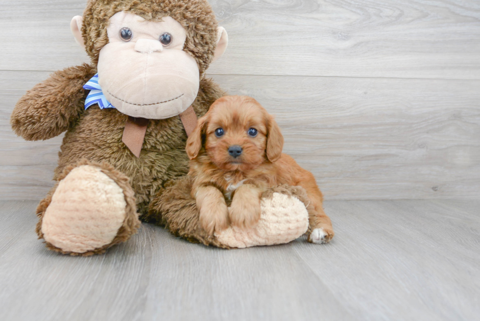 Fluffy Cavapoo Poodle Mix Pup