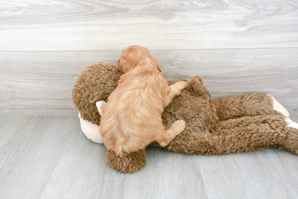 Energetic Cavoodle Poodle Mix Puppy