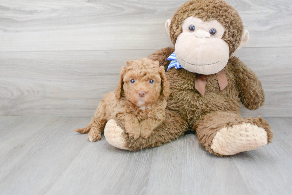 Cavapoo Puppy for Adoption