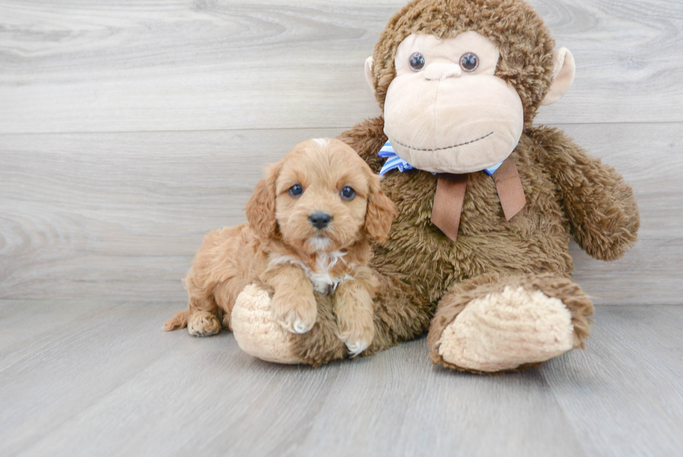 Little Cavoodle Poodle Mix Puppy