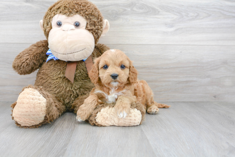 Cavapoo Pup Being Cute