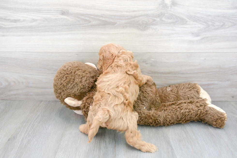 Petite Cavapoo Poodle Mix Pup