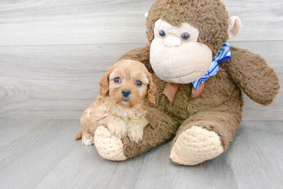 Hypoallergenic Cavoodle Poodle Mix Puppy