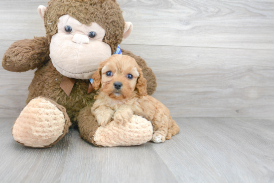 Cavapoo Pup Being Cute