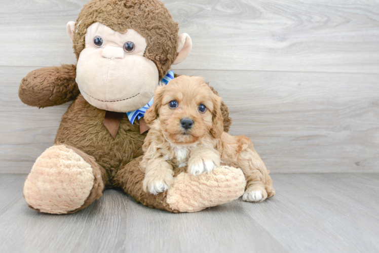 Best Cavapoo Baby