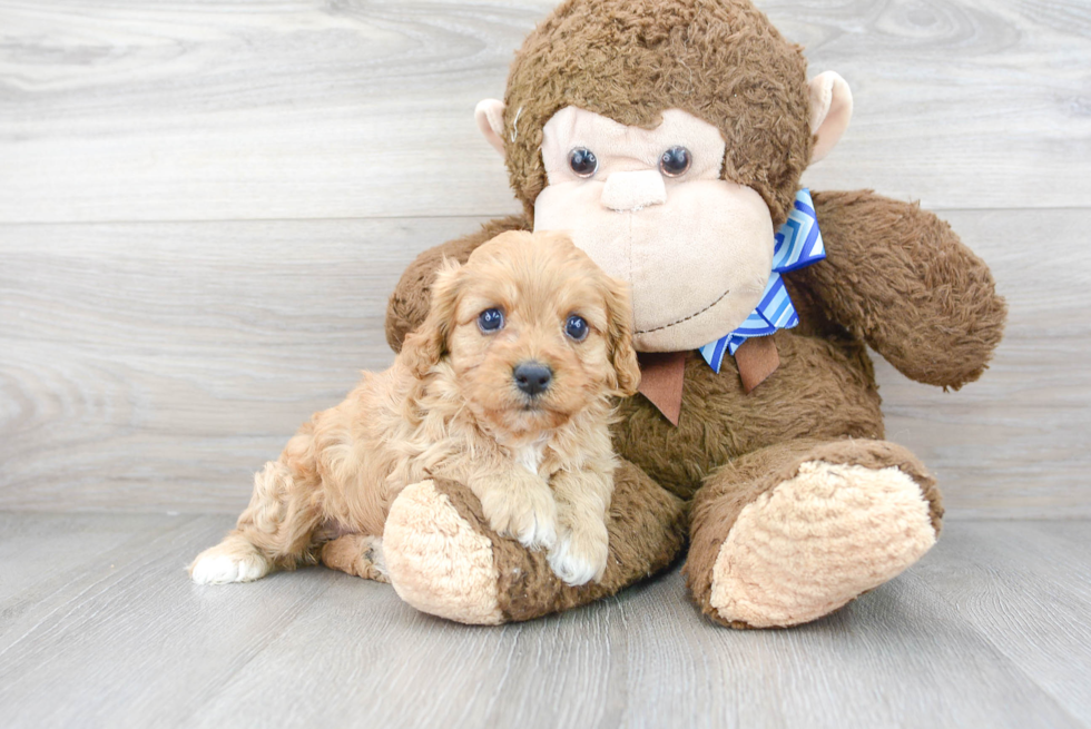 Cavapoo Puppy for Adoption