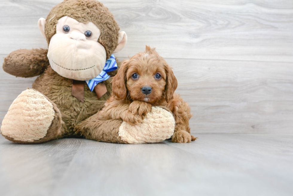 Best Cavapoo Baby