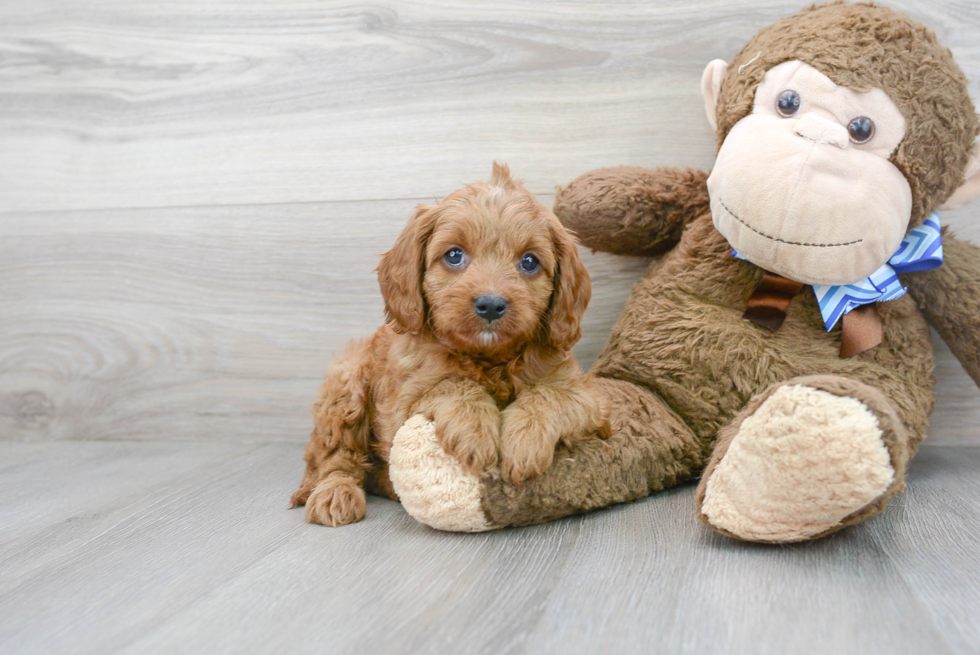 Fluffy Cavapoo Poodle Mix Pup