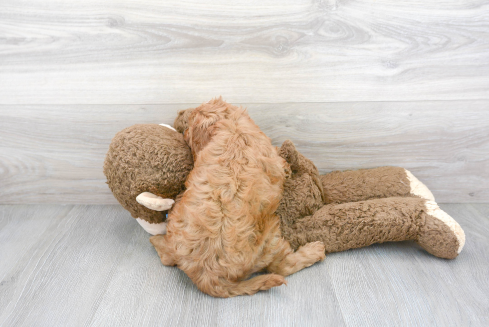 Cavapoo Pup Being Cute