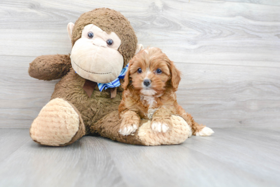 Best Cavapoo Baby