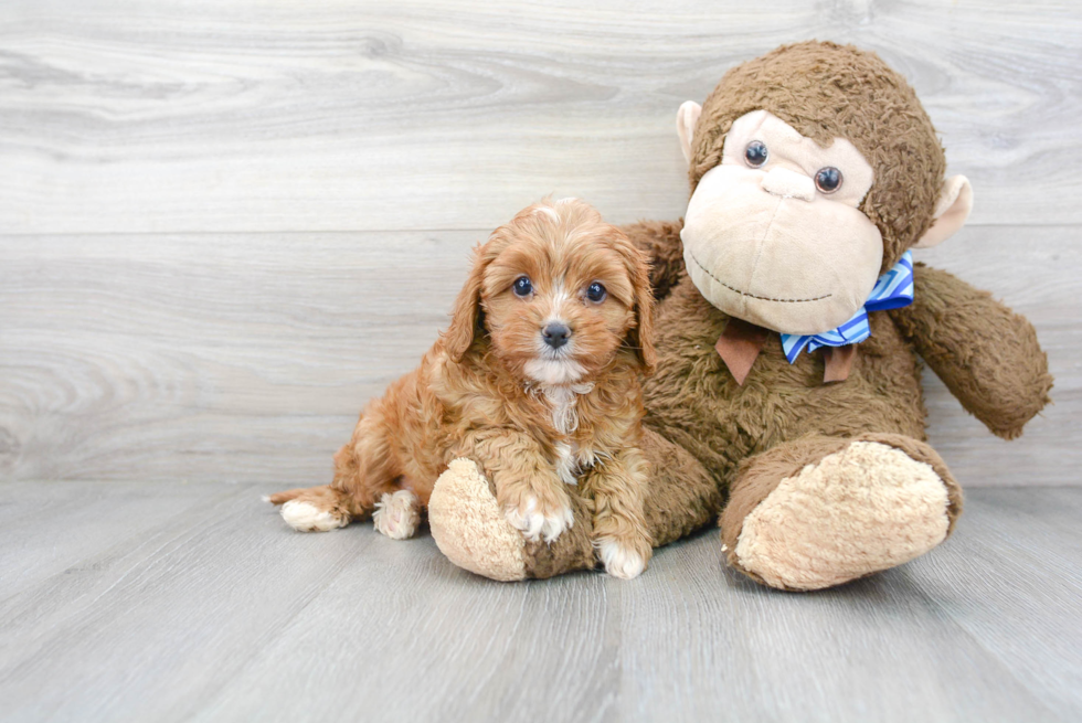 Cavapoo Puppy for Adoption