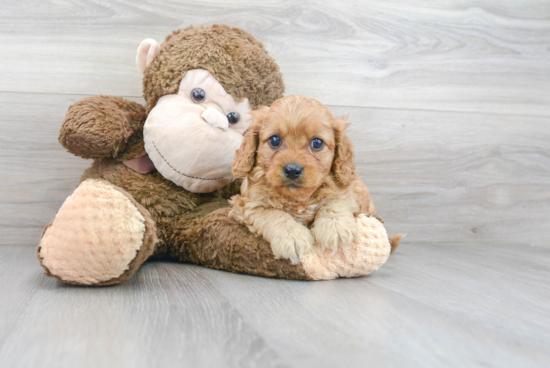 Friendly Cavapoo Baby