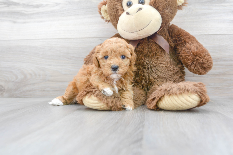 Cavapoo Puppy for Adoption