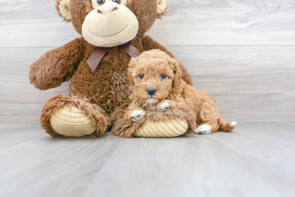 Best Cavapoo Baby