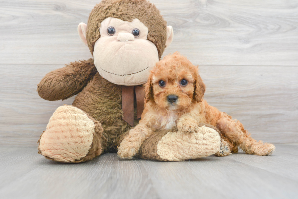 Cavapoo Pup Being Cute