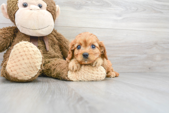 Adorable Cavoodle Poodle Mix Puppy