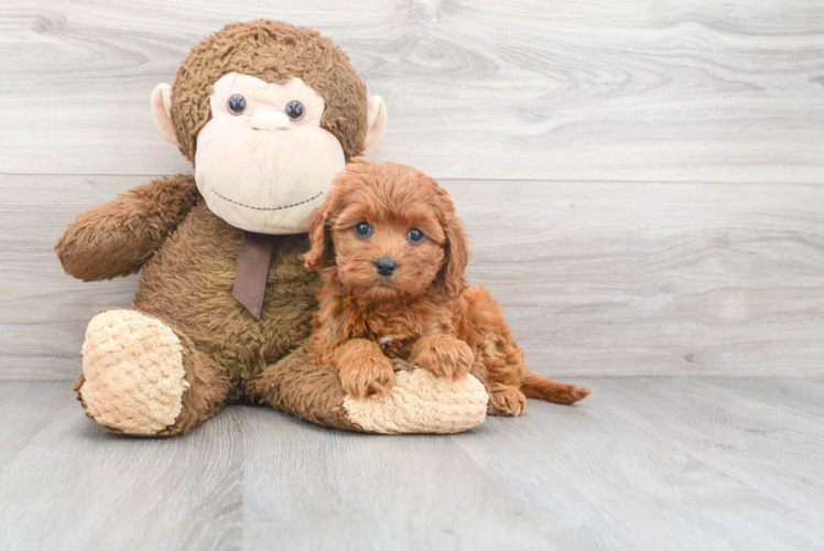 Hypoallergenic Cavoodle Poodle Mix Puppy