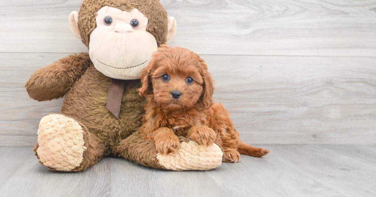 Smart Cavapoo Buttercup: 4lb 2oz Doodle Puppy