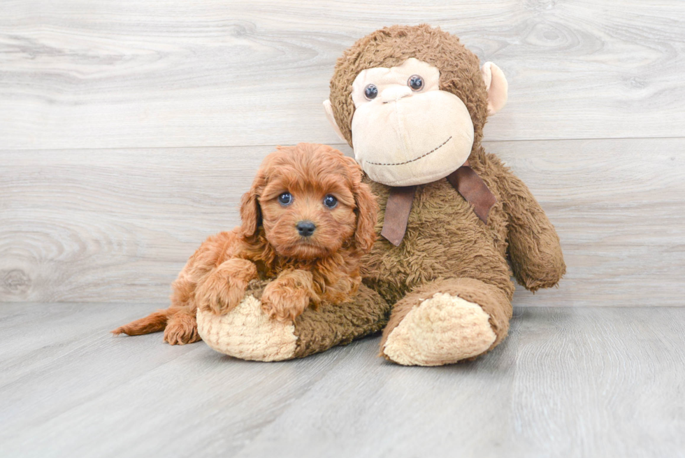 Sweet Cavapoo Baby