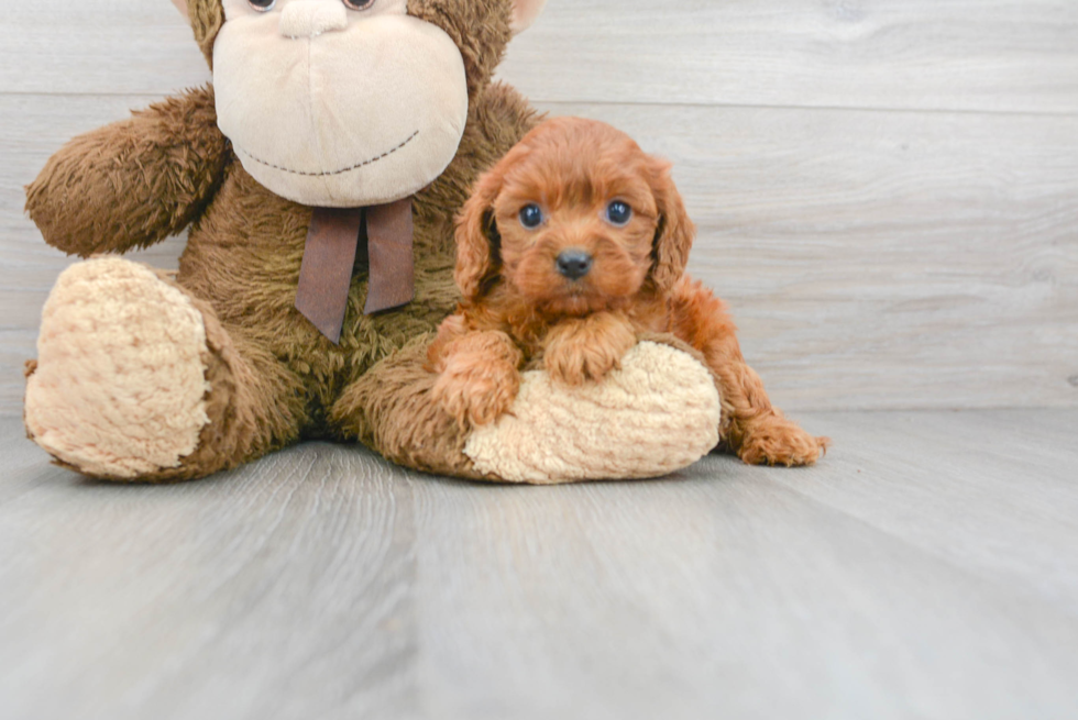 Adorable Cavoodle Poodle Mix Puppy