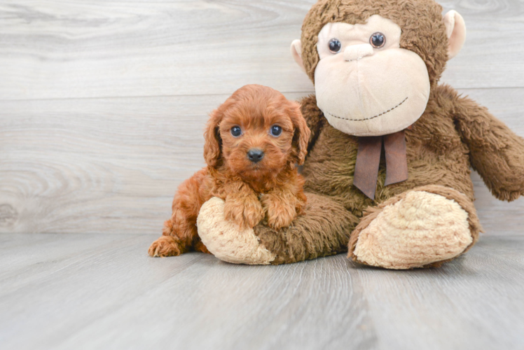 Cavapoo Pup Being Cute