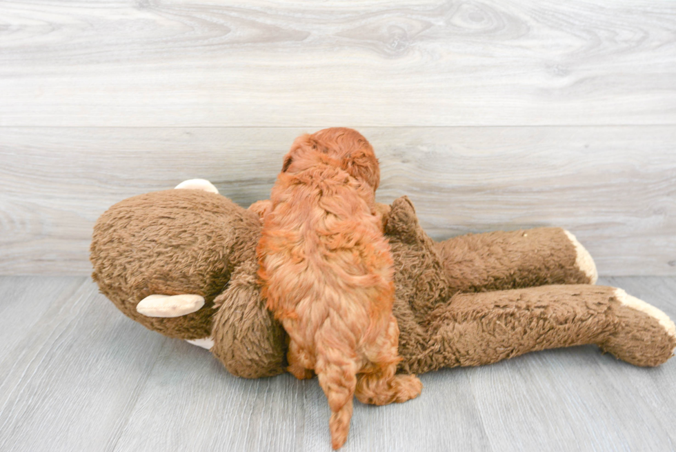 Cavapoo Pup Being Cute