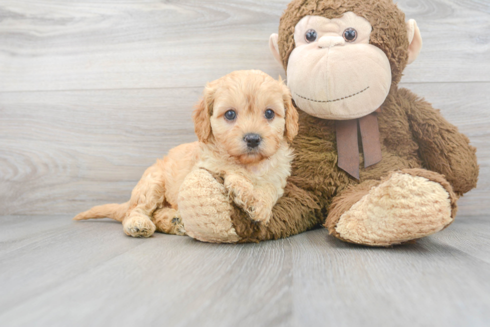 Fluffy Cavapoo Poodle Mix Pup