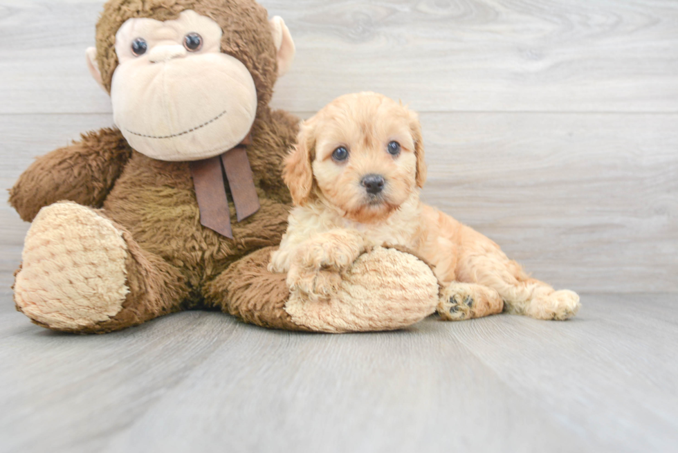 Energetic Cavoodle Poodle Mix Puppy