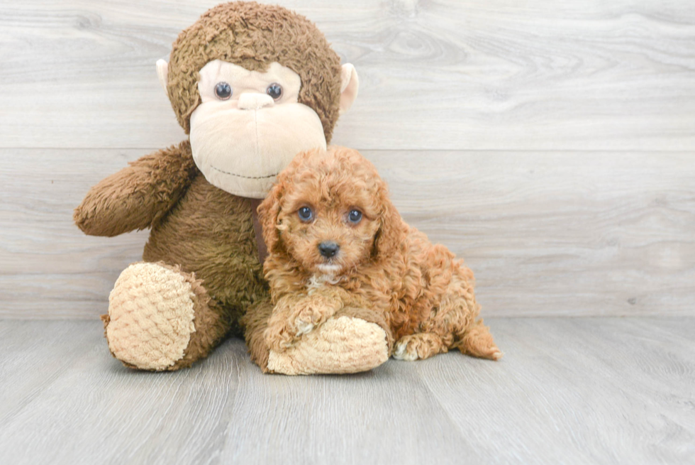 Petite Cavapoo Poodle Mix Pup