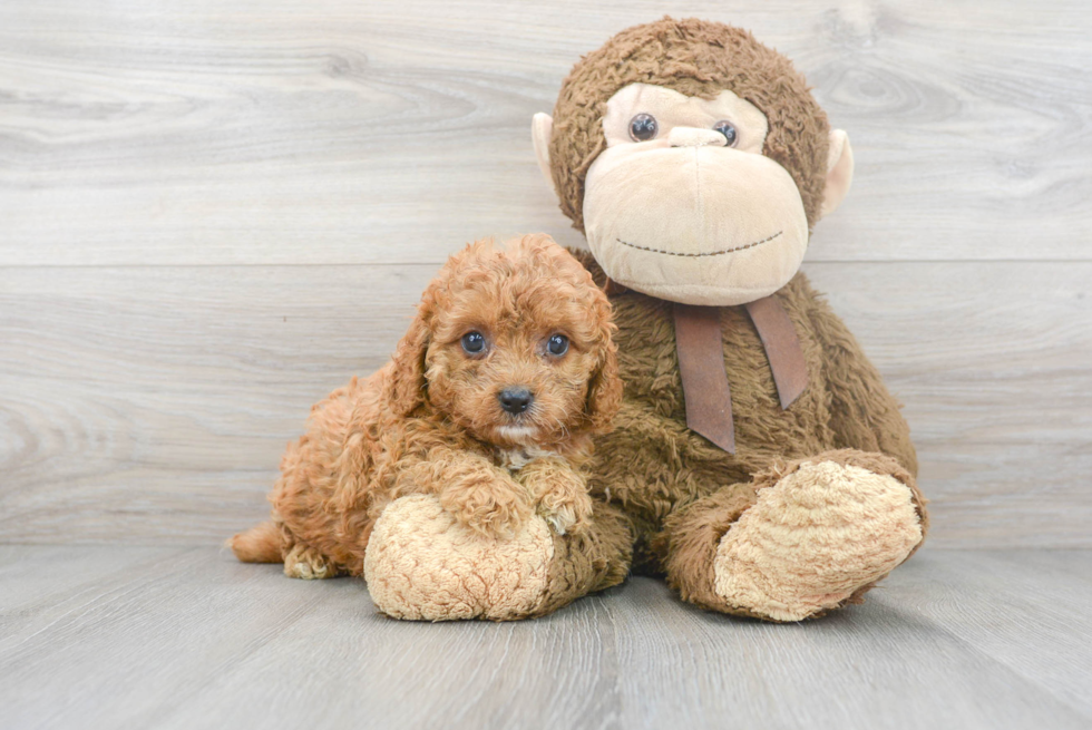 Best Cavapoo Baby