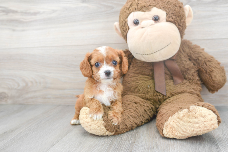 Hypoallergenic Cavoodle Poodle Mix Puppy