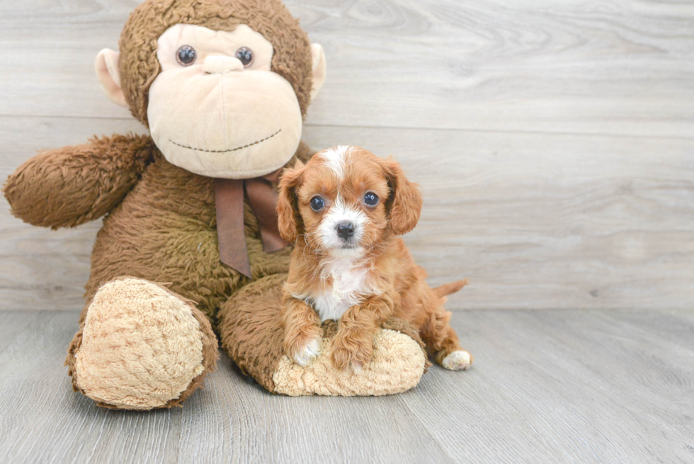 Fluffy Cavapoo Poodle Mix Pup