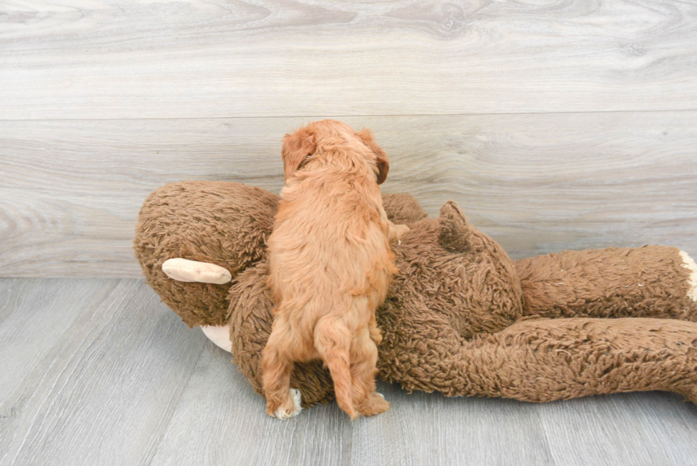 Happy Cavapoo Baby