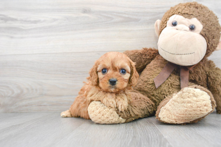 Hypoallergenic Cavoodle Poodle Mix Puppy