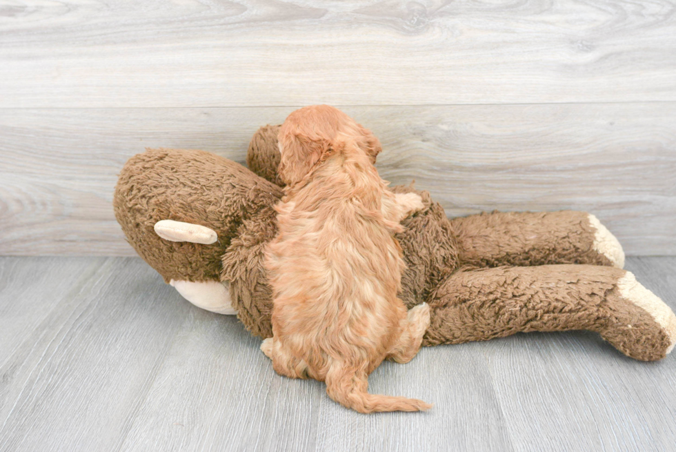 Cavapoo Pup Being Cute