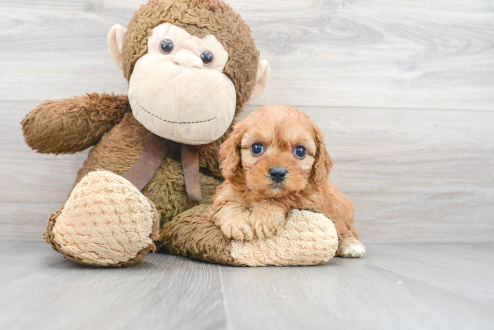 Best Cavapoo Baby