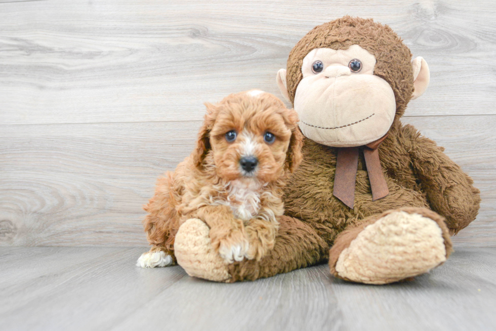 Adorable Cavoodle Poodle Mix Puppy