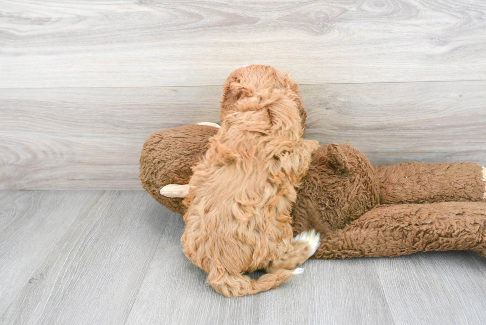 Cavapoo Pup Being Cute