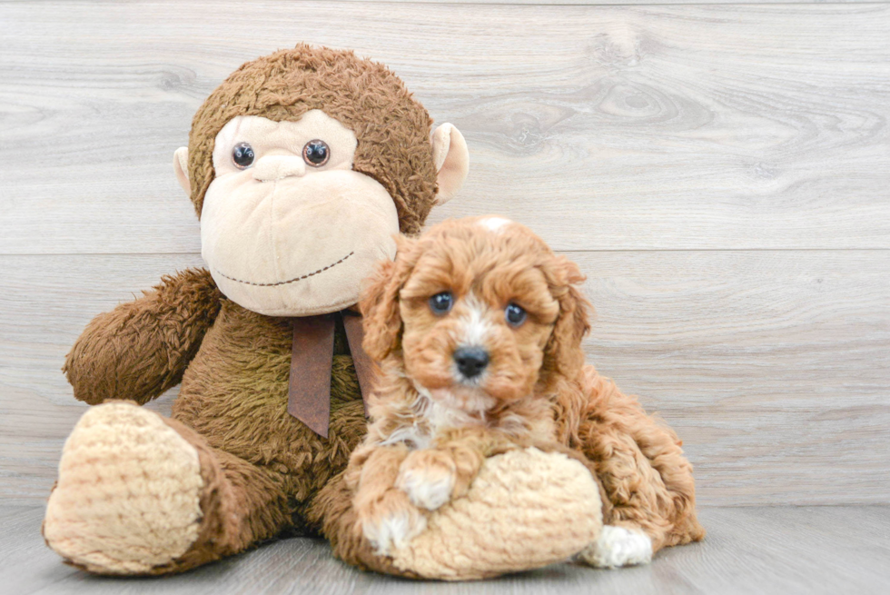 Best Cavapoo Baby