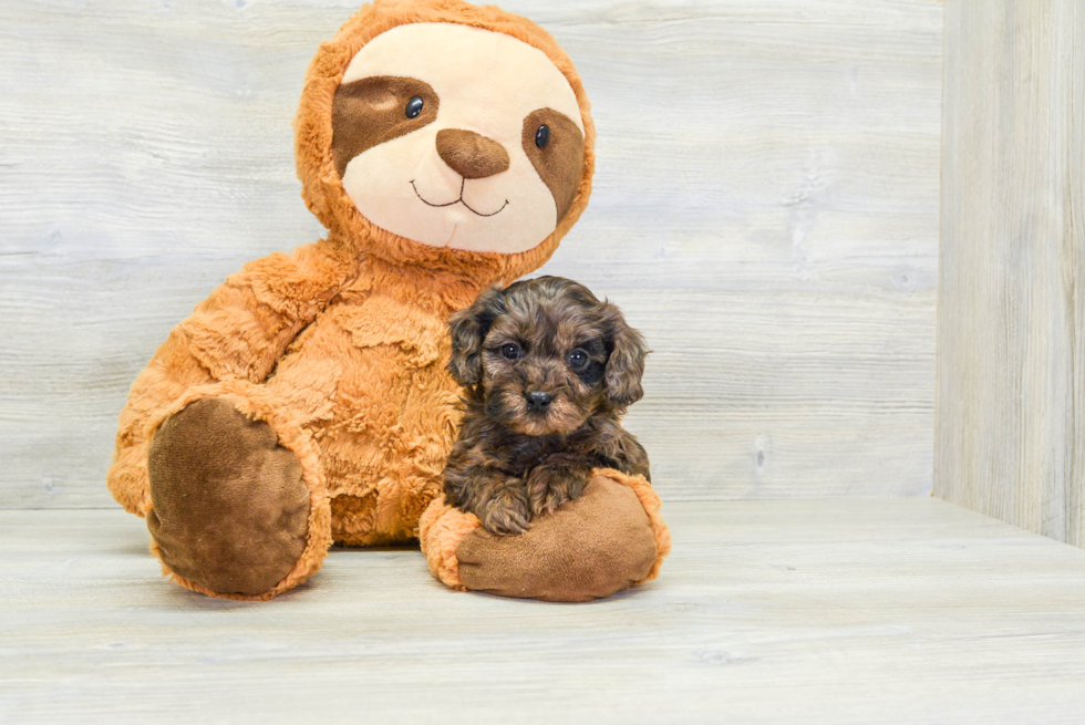 Playful Cavoodle Poodle Mix Puppy