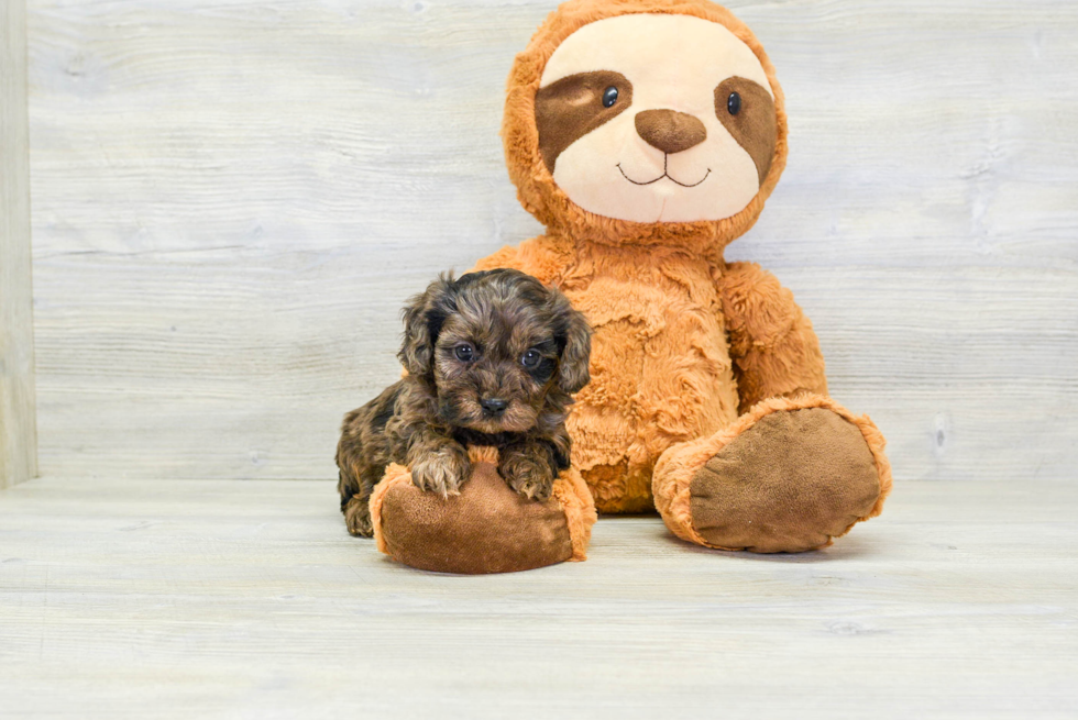 Cavapoo Pup Being Cute