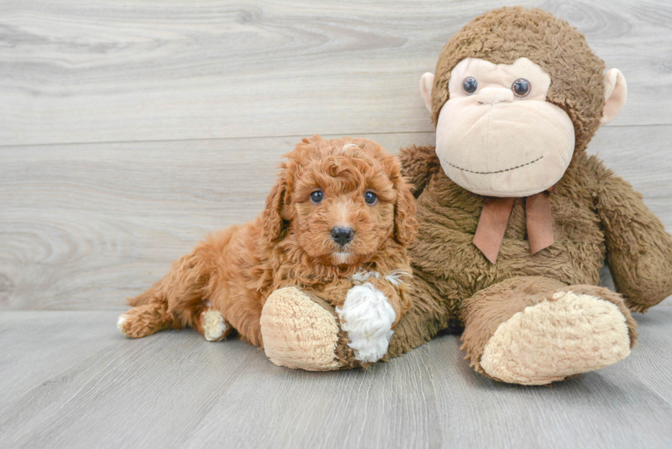 Cavapoo Pup Being Cute